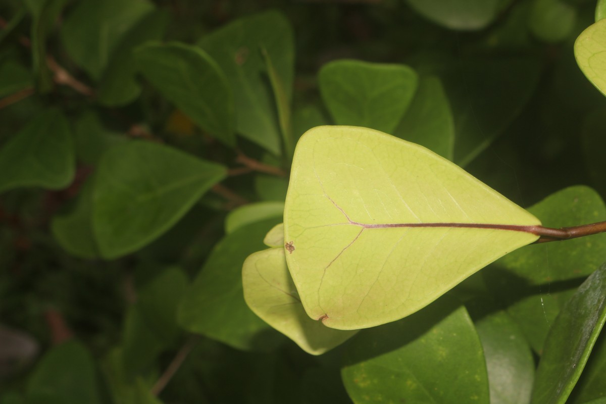 Ficus natalensis subsp. leprieurii (Miq.) C.C.Berg